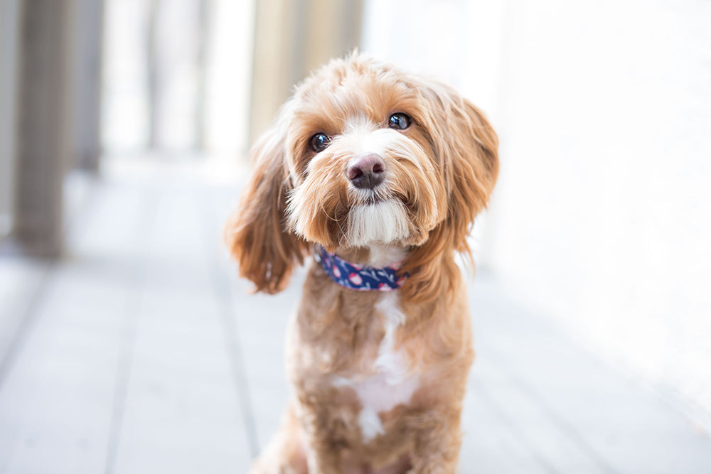 Are Essential Oils Safe for Dogs and Cats?
